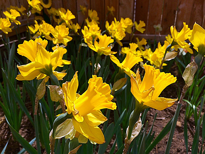 Spring at Greenbriar