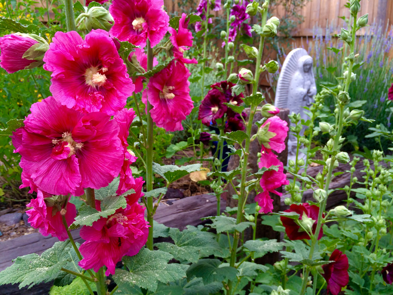 A patio garden at Greenbriar