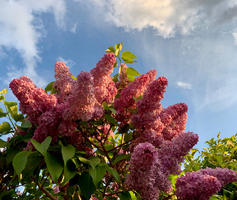 Ornamental flowers at Greenbriar