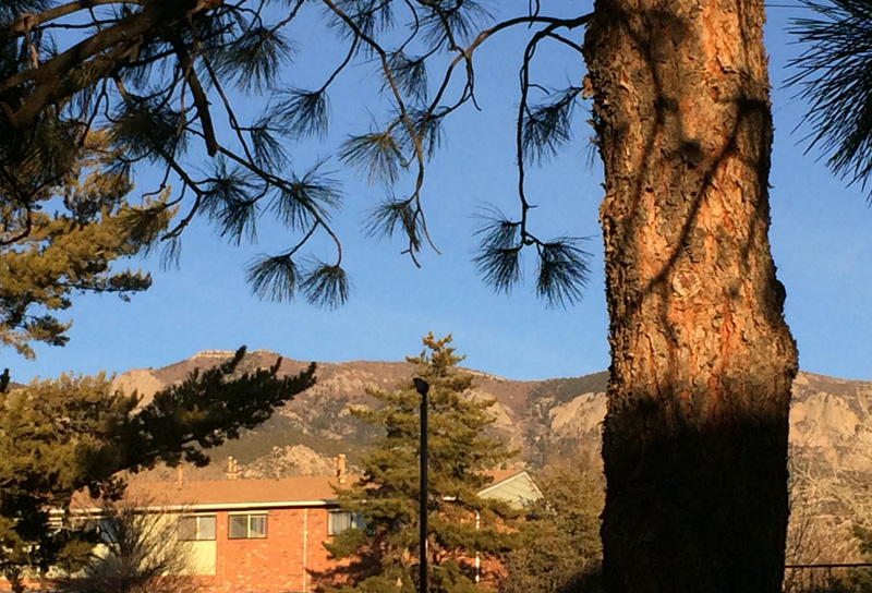 Ponderosa with mountain view