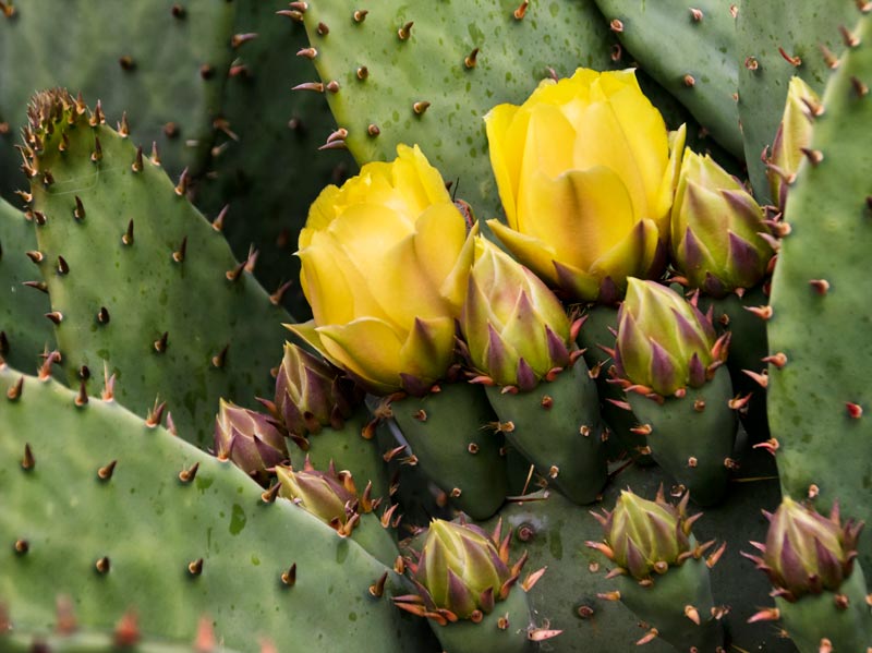 Prickly pear blossoms