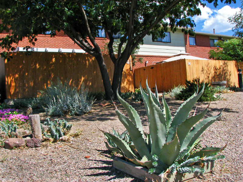 Xeric landscaping at Greenbriar